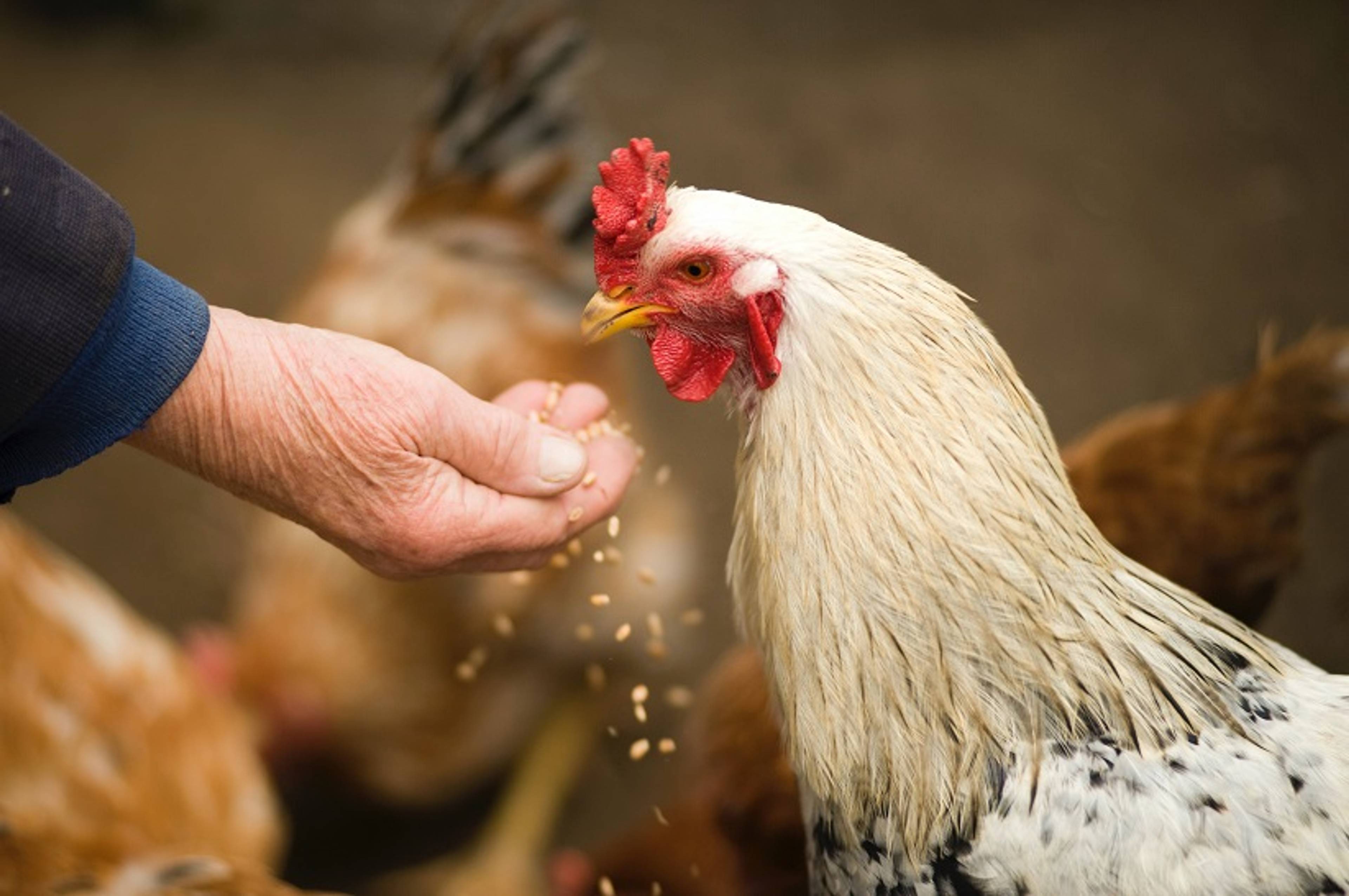 5. Choose Free-Range and Grass-Fed